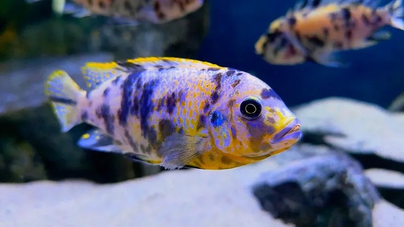 Maylandia fainzilberi 'Lundo Island'